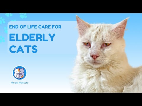Breaking the Taboo: Discussing End-of-Life Care for Elderly Cats