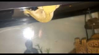 Crested Gecko Reptiles Videos