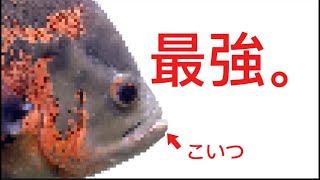 【初心者向け】こいつを買えば間違えない