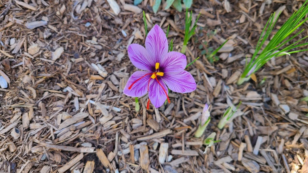 Growing and Harvesting Saffron in Zone 7
