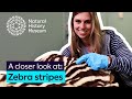 How do zebra stripes keep them safe? | A closer look at zebras