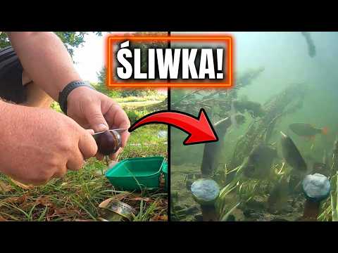 Czy śliwka jest skuteczną zanętą dla ryb?