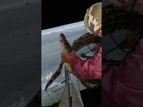 COCODRILEANDO en la Ciénaga de Zapata.
