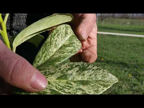 Svet baštovanstva ep. 107 17.04.2020. NAJAVA