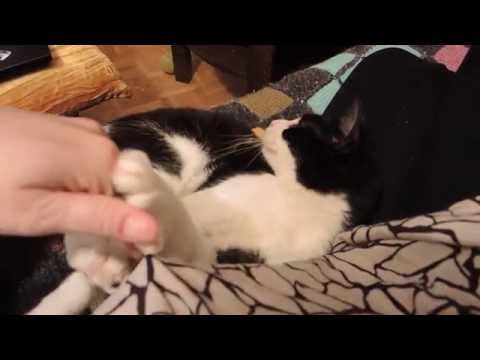 Avani die Schmusekatze