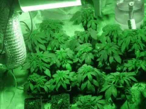 comment faire poser de la weed en interieur