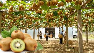Inside the Hayward Kiwi Farm: The Complete Growing, Harvesting, and Cold Storage Process