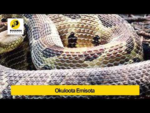 okuloota emisota - Ebirooto Namakulu Gaabyo - Buganda Ekkula