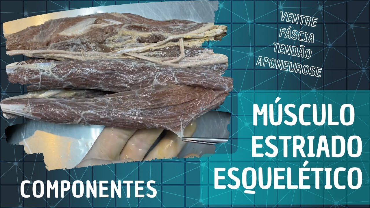 O Que é Ventre Em Anatomia