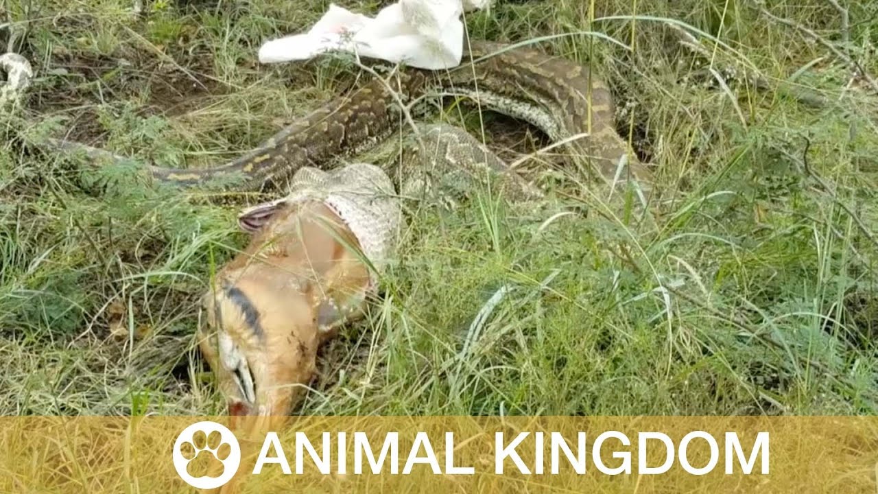 4 Metre Python Spits Out Deer - YouTube