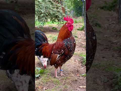 Hahn der seltenen Hühnerrasse „Doornikse Kriel“ kräht #hühner #rooster #hahn #farm #bauernhof #hahn