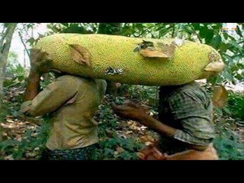 WOW! Amazing Biggest Fruit & Vegetable in The World - New agriculture technologies