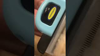 It’s not always blue skies with Beau #shedding #separationanxiety #puppy #goldendoodle #dog