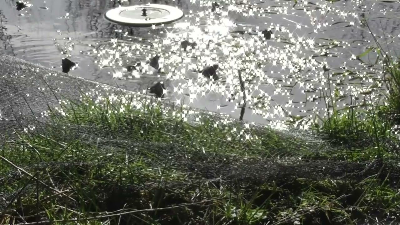 Meditate with frogs in spring light 1