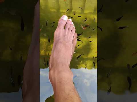 Guppy fish doing Pedicure 😂😍 #guppy #aquarium #shorts