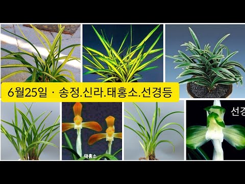 유튜브 썸네일
