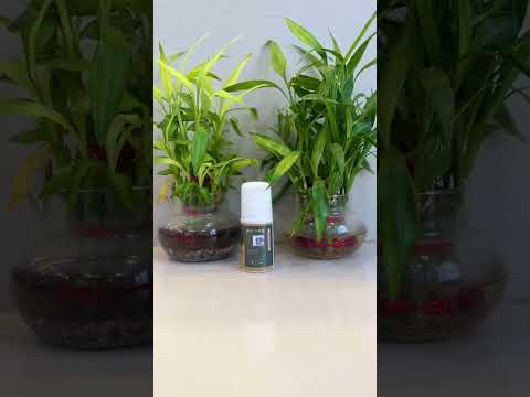 Herbal pain relief Roll On (Amagen Pain Roll On)