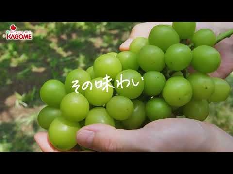 8月26日発売　野菜生活１００　山梨シャインマスカットミックス