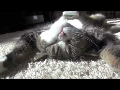 Cat and His Human Slave