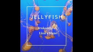 Jellyfish | Irukandji vs. Lion&#39;s Mane