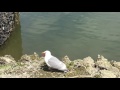 Seagull Vs Starfish