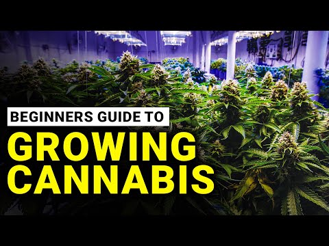 HOW TO GROW WEED: EASY COMPLETE GUIDE FOR BEGINNERS CANNABIS