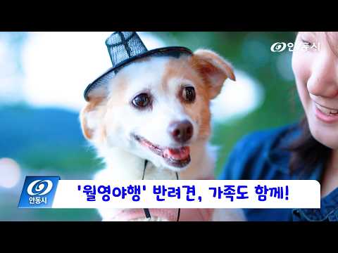 [안동 현장 리포트] 8월 5일, 반려견과 가족 모두 즐기는 ‘월영야행’