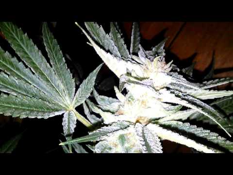 Update  harvest on my ak 47. 36 hours light off. Grow safe,stay legal, and medicated.