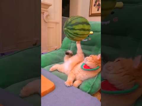 Michi pastel de  Sandía 🍉 #divertido #comedia #sandía