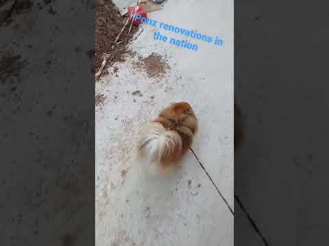#dog #hashtag #viral #pomeranian #popular Ponz renovations in the nation