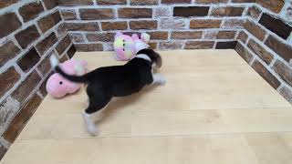 ビーグルの動画01