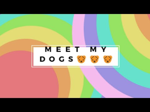Meet my dogs