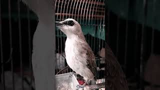 Download lagu SUARA BURUNG TRUCUKAN❗❗❗ mp3