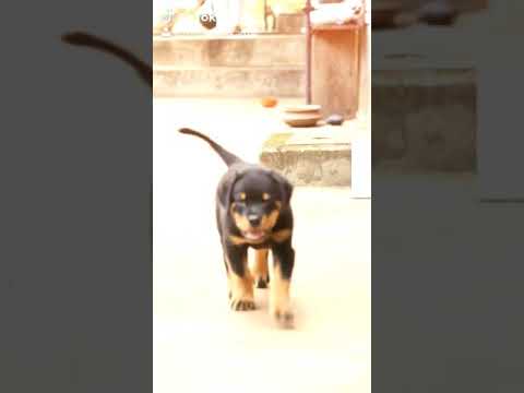Rottweiler Dog