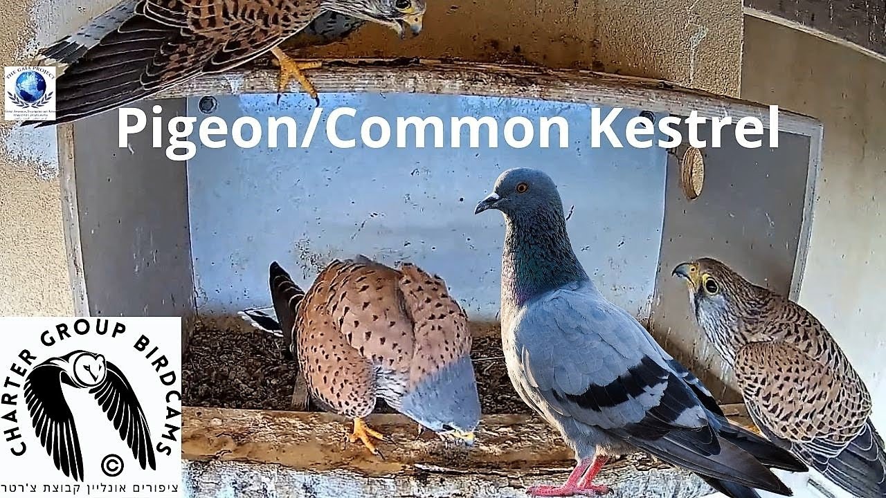 Live webcam view of Cámara del Nido de Palomas y Cernícalos