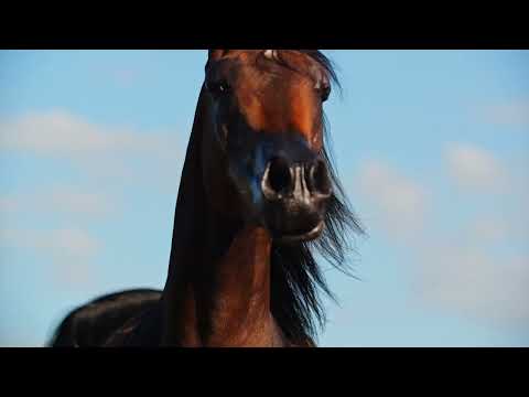 ELISHA BINT MARSHAN - (Marshan x Essdreama), 2016 Mare