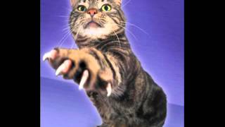 Mötörhead Cat scratch fever