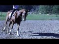Irish Sport Horse Barney Sold