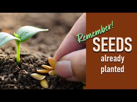 SEEDS ALREADY PLANTED