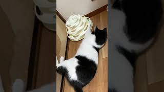 おもちゃに夢中な猫 #Shorts