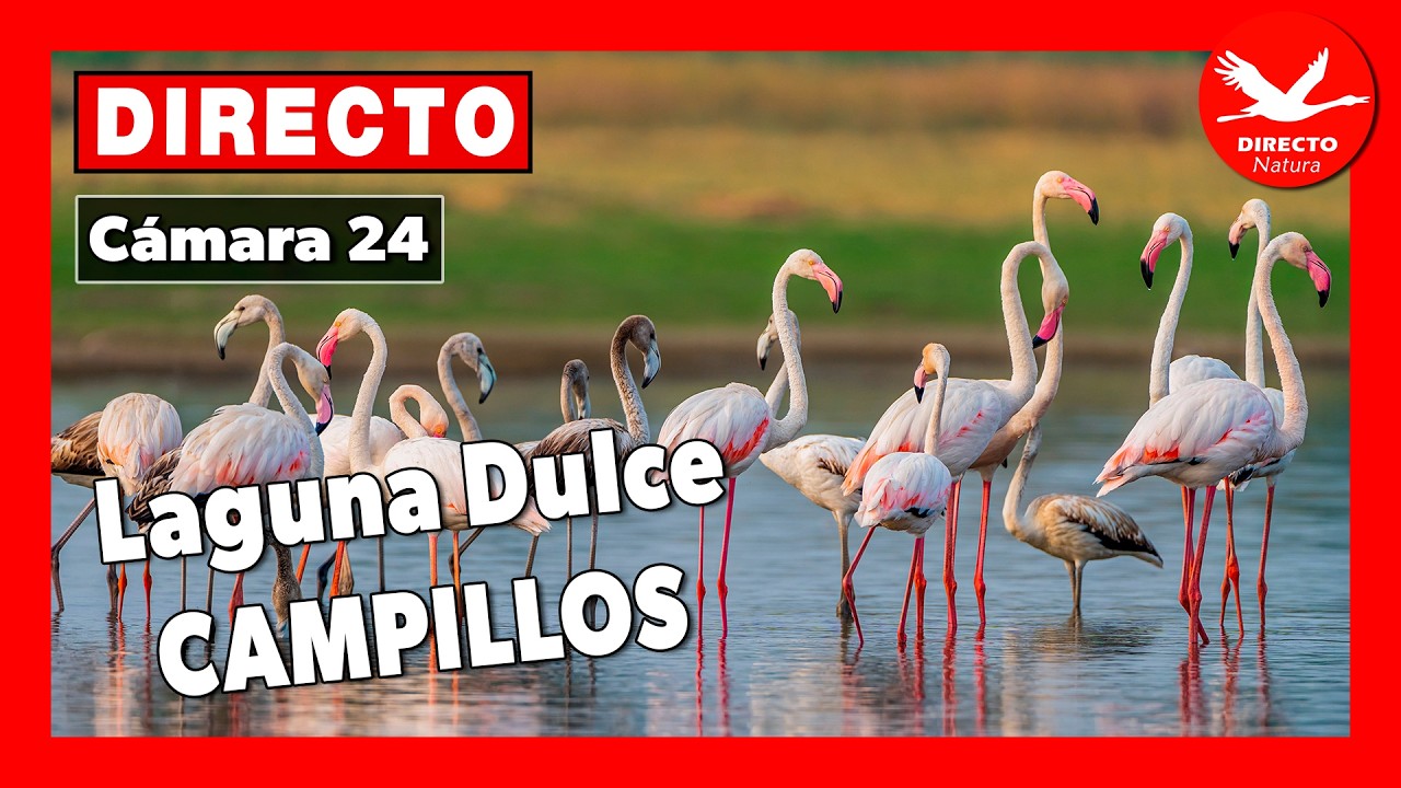 Live webcam view of Observación de Aves en Laguna Dulce