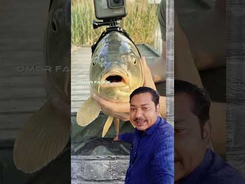 Cameras in fish to see the ocean floor #inspiredaily