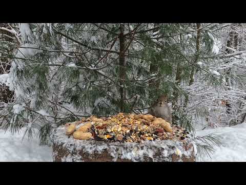 Snowy Stump Traffic