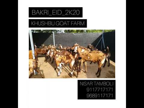 Sirohi 1 to 2 daant kurbani goats, weight: 40 to 80 kg
