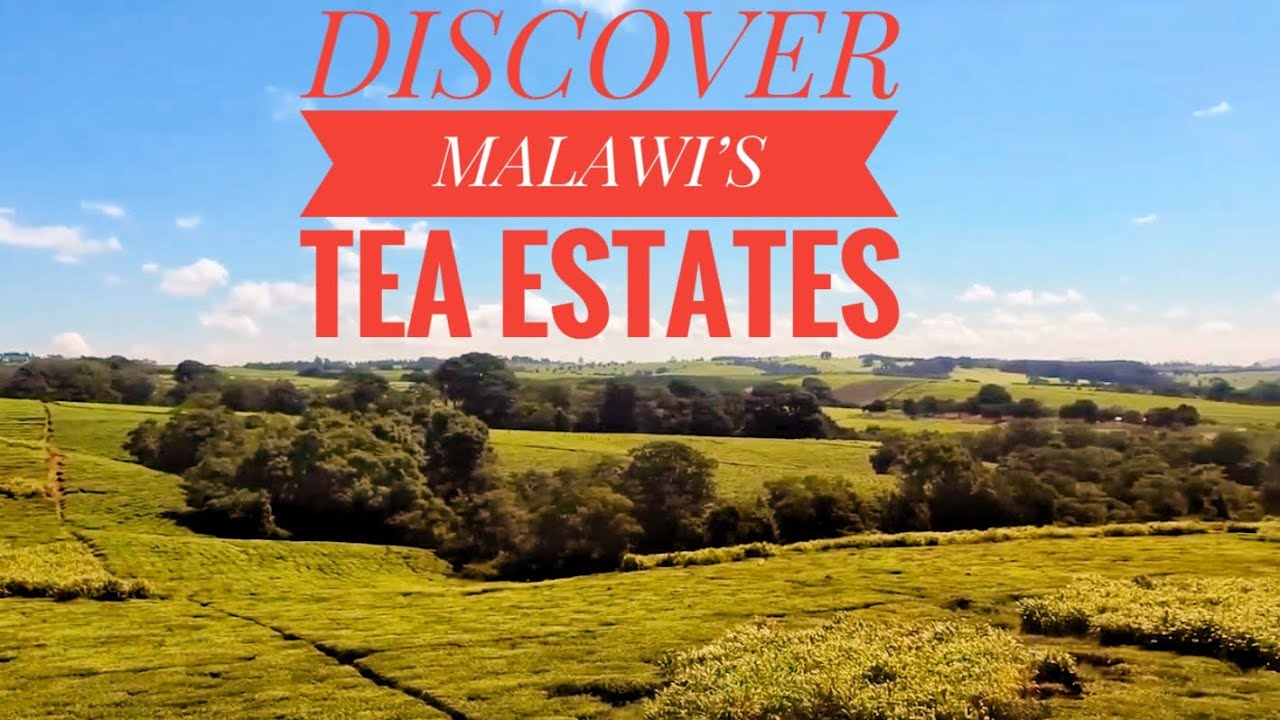 DISCOVER MALAWI | MALAWI’S TEA IS THE BEST IN THE WORLD|AMAZING TEA ESTATES|YAO THE AFRICAN