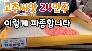 24만주 고추씨앗 파종하기 이렇게 파종하면 좋아요 method of seeding red pepper see…