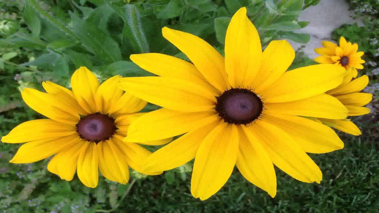 Principles Of Landscape Design Simplicity