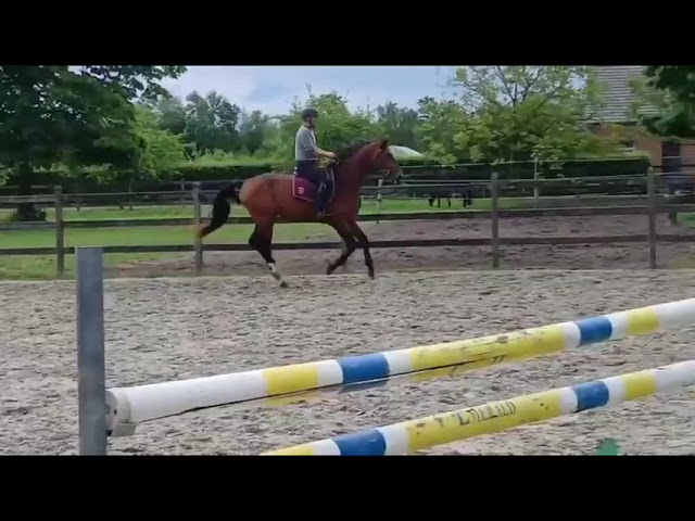 Riding and Jumping movie at home Every Day Pleasure WM Z (Eldorado vd Zeshoek x For Pleasure).
