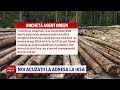IKEA Acuzată Că Taie Ilegal Copaci Din Pădurile Pe Care Le Deține în România