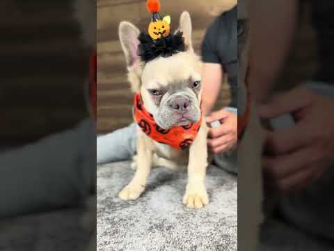 Video 1